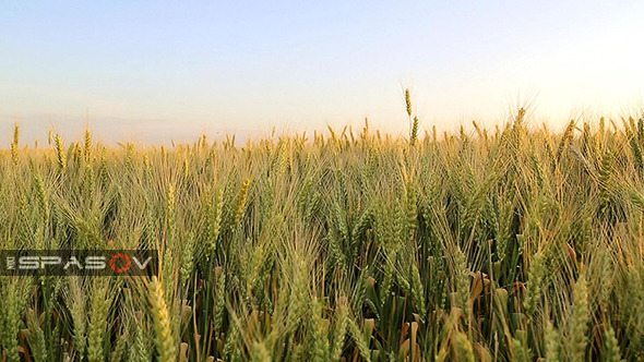 Wheat of field
