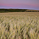 Wheat Field Blows in the Wind - VideoHive Item for Sale