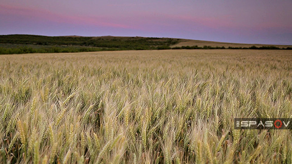Wheat Field Blows in the Wind