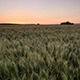 Field of Wheat at Sunset - VideoHive Item for Sale