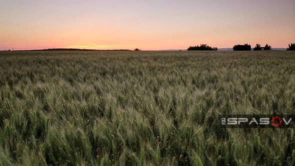 Field of Wheat at Sunset