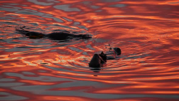 Wild Sea Otter Marine Animal Swimming in Ocean Water California Coast Wildlife