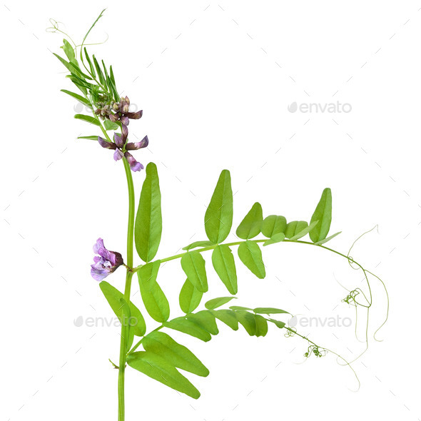 Vicia sepium flower - Stock Photo - Images