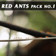 Red Ants Pack Red Ants Pack - VideoHive Item for Sale