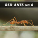 Red Ants No.6 Red Ants No.6 - VideoHive Item for Sale