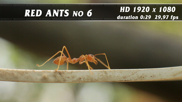 Red Ants No.6