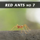Red Ants No.7 Red Ants No.7 - VideoHive Item for Sale