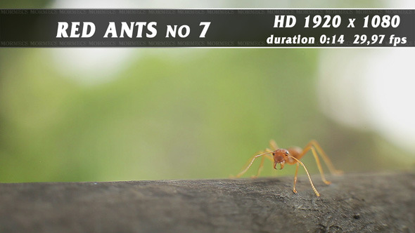 Red Ants No.7