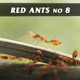 Red Ants No.8 Red Ants No.8 - VideoHive Item for Sale
