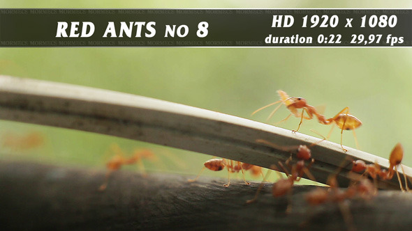 Red Ants No.8