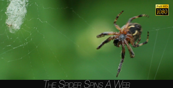 The Spider Spins A Web 2 alt