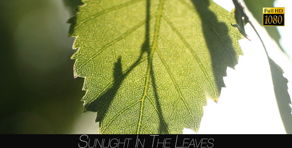 Sunlight In The Leaves 45 alt