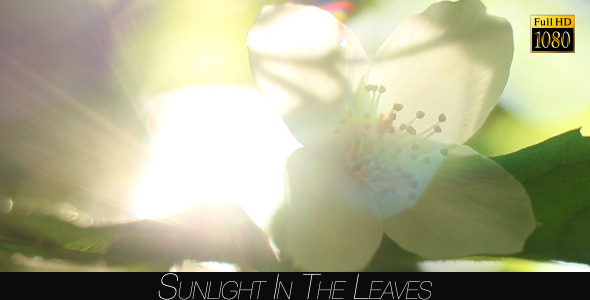 Sunlight In The Leaves 53 alt