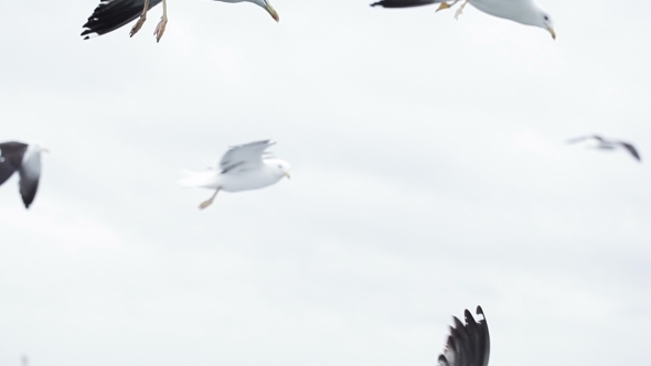 Seagull In Flights