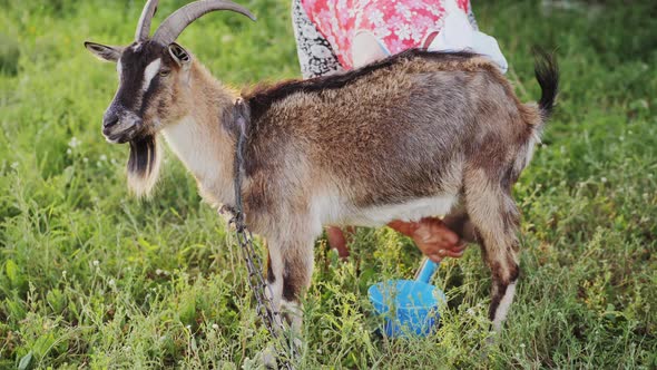 Woman milks a goat in a meadow alt