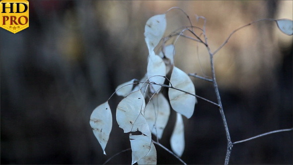 A Lunaria Annua Annual Honesty Plant with Withered