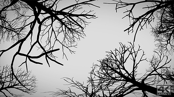 Camera Moves Under Dead Trees - Horizontal