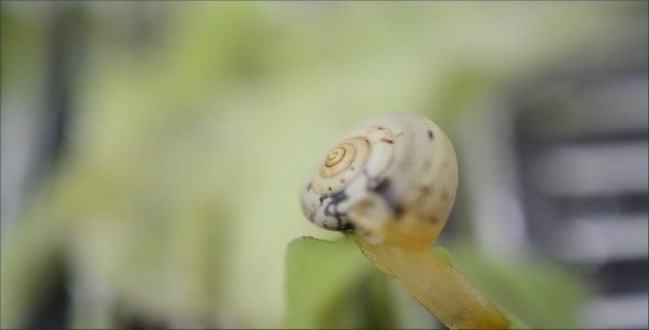 Snail 14 alt