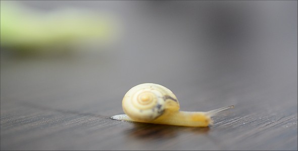 Snail 15 alt