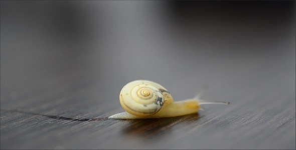 Snail 16 alt