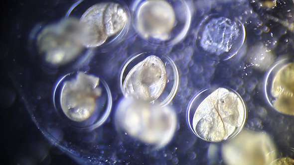 Microscopy: Embryonic Formation