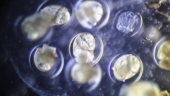 Microscopy: Embryonic Formation