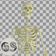 Skeleton - VideoHive Item for Sale