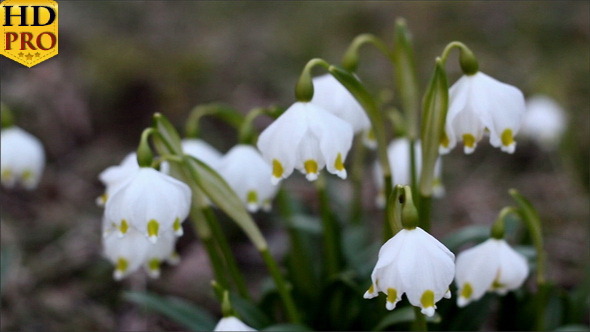 White Spring Snowflake Flower