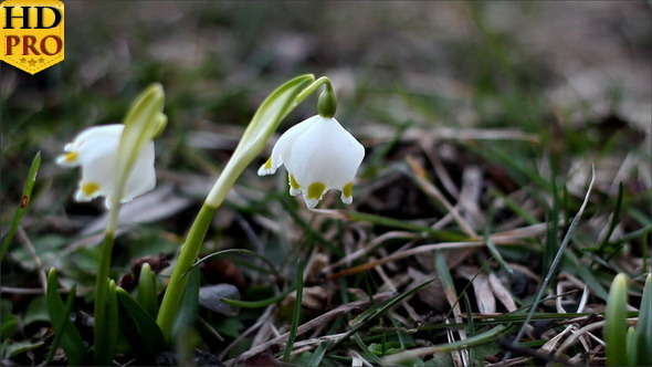 Two White Petals of Spring Snowflake