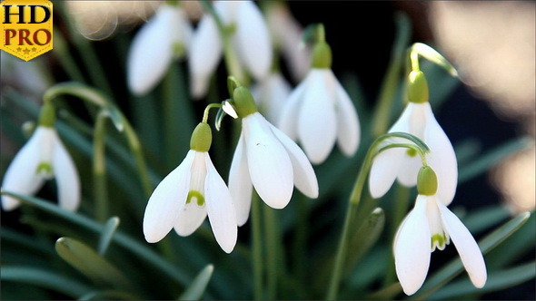 A White Snowdrop Flower 