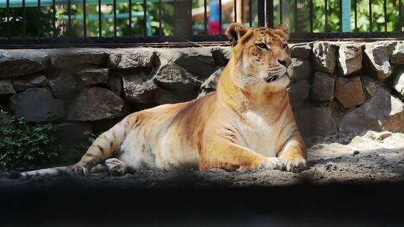 Portrait Liger Is Looking Carefully , Stock Footage | VideoHive