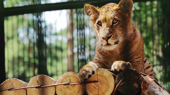 Portrait Of Cute Liger Baby Is Resting alt