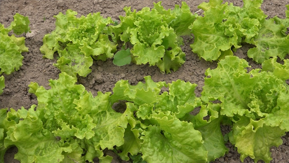 Lettuce alt