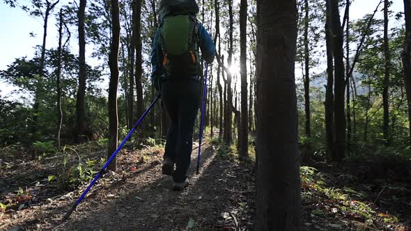 Woman hiker hiking in sunrise spring tropical forest, slow motion alt