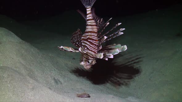 Lionfish (Pterois miles) catching small fish at night on coral reef Red sea alt