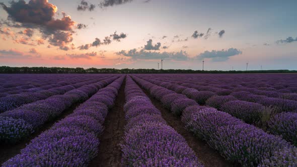Time lapse from night to day over a blooming lavender field alt