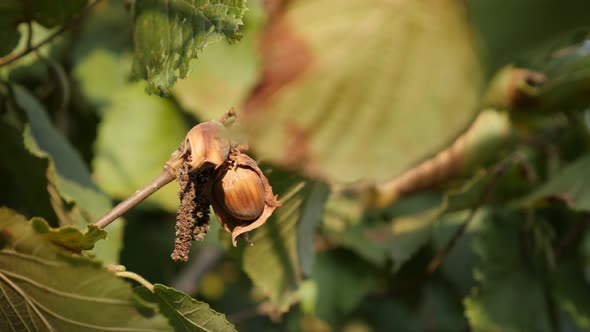 Common hazel on tree branch shallow DOF 4K 2160p 30fps UltraHD footage - Close-up of Corylus avellan alt