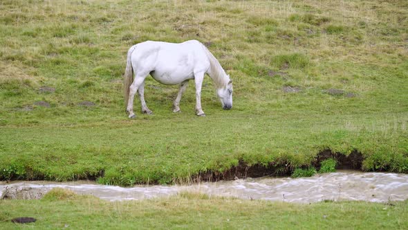 Horse grazing in field near brook alt