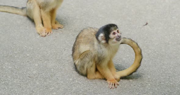 Squirrel Monkey  alt