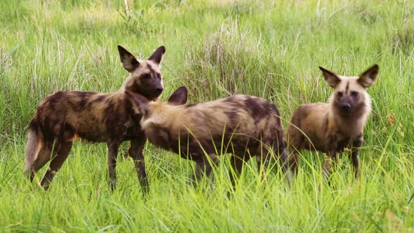 Three African Wild Dogs Standing On The Green Grassland In Moremi Game Reserve In Botswana. - wide s alt