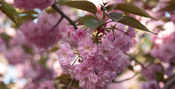 Blooming Sakura Cherry Tree