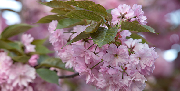Blooming Sakura Cherry Tree 02