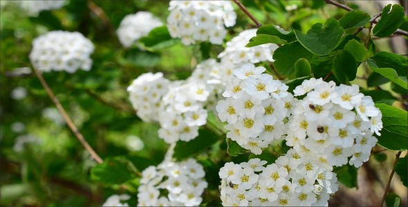 Spirea 7 alt