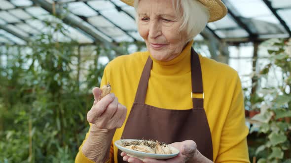 Senior Gardener Looking at Dry Onions Getting Ready To Plant Flowers in Greenhouse alt