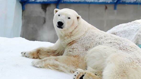 Polar Bear Is Resting, Stock Footage | VideoHive