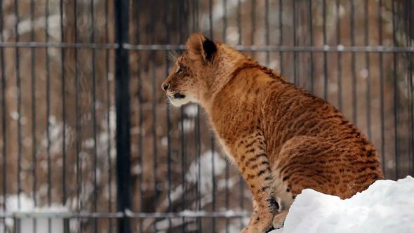 Portrait Of A Liger (liliger) Cub  alt