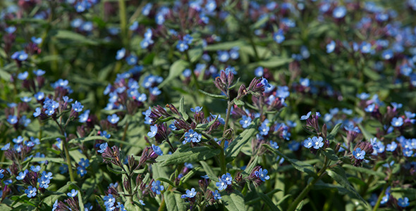Blue Wildflowers in Spring Time