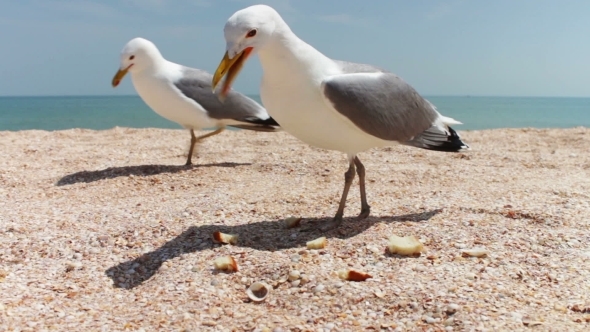 Gulls On The Beach Flock Together For Food alt