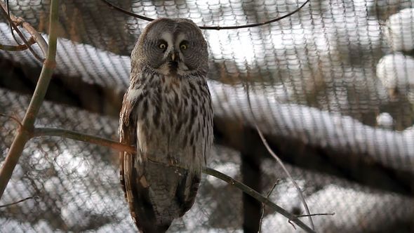 Portrait Of A Great Grey Owl