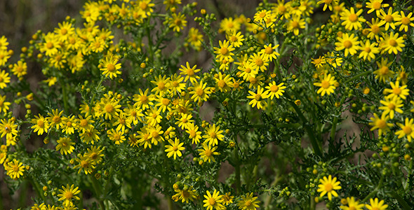 Yellow Wildflowers in Spring Time
